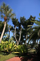 day, eye level view, Florida, garden, Miami, natural light, palm, sunny, The United States, tropical, vegetation, winter