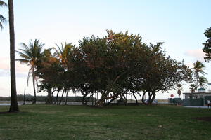 day, dusk, eye level view, Florida, grass, Miami, The United States, tree, vegetation