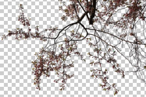 below, branch, cutout, cutout trees, day, deciduous, flowering, spring, sunny