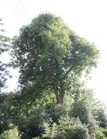 below, broad-leaf tree, broad-leaved tree, day, direct sunlight, England, London, park, summer, sunny, The United Kingdom, tree