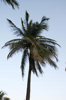 below, dusk, Florida, Miami, palm, The United States, vegetation, winter