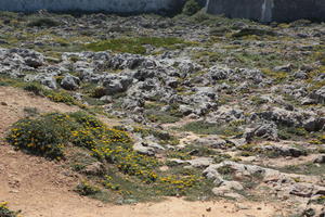 close-up, day, eye level view, Faro, Faro, flower, flower field, greenery, ground, open space, path, Portugal, rock, rockery, rocks, sand, seascape, shrub, summer, sunlight, sunny, vegetation, waterfront