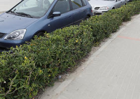 day, Denia, diffuse, diffused light, elevated, hedge, natural light, Spain, spring, Valenciana