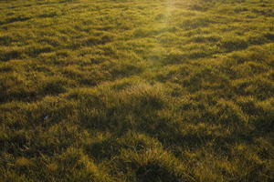 Croatia, eye level view, golden hour, grass, grassland, Nin, sunny, sunset, winter, Zadarska