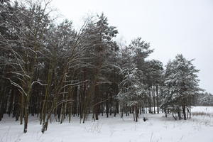 eye level view, forest, overcast, Poland, snow, tree, Wielkopolskie, winter, Wolsztyn