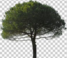 coniferous, cutout, cutout trees, day, evergreen, eye level view, summer, sunny, tree