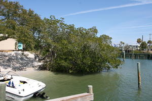 boat, day, eye level view, Florida, mangrove, pole, Sarasota, seascape, shore, sunny, sunshine, The United States, tree, vegetation, winter