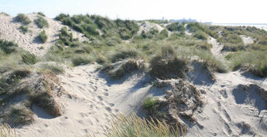 beach, Belgium, day, dunes, eye level view, grass, summer, sunny