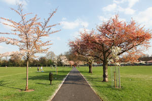 alley, blooming, blossom, day, deciduous, England, eye level view, grass, London, park, spring, sunny, The United Kingdom, tree