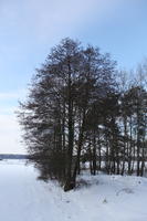 afternoon, backlight, bright, day, deciduous, eye level view, Poland, shady, snow, sunny, tree, Wielkopolskie, winter, woodland