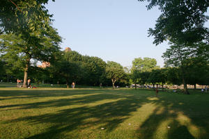 broad-leaf tree, broad-leaved tree, day, deciduous, England, eye level view, grass, London, park, summer, sunny, The United Kingdom, tree