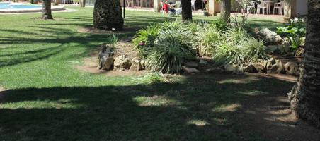 bright, bush, day, Denia, eye level view, garden, shrub, Spain, spring, sunny, Valenciana