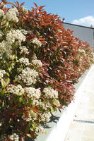 bush, day, direct sunlight, eye level view, flowered bush, Italia , shrub, spring, sunny, Toscana