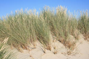 beach, Belgium, day, dunes, eye level view, grass, summer, sunny