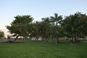 dusk, eye level view, Florida, grass, Miami, palm, park, The United States, tree, vegetation, winter