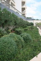 autumn, bush, day, diffuse, diffused light, eye level view, flowered bush, garden, Malta, natural light, shrub