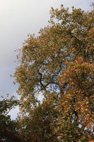 afternoon, autumn, below, bright, day, England, London, The United Kingdom, tree