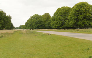 broad-leaf tree, broad-leaved tree, day, diffuse, diffused light, England, eye level view, grass, London, natural light, oak, park, road, spring, The United Kingdom, treeline