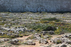 day, eye level view, Faro, Faro, flower, flower field, greenery, open space, path, Portugal, rock, rockery, rocks, seascape, shrub, summer, sunlight, sunny, vegetation