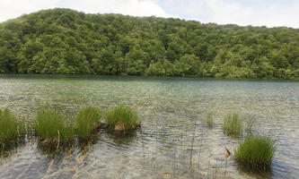 Croatia, day, diffuse, diffused light, eye level view, Karlovacka, lake, natural light, reed, summer, woodland