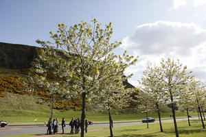 afternoon, blossom, day, Edinburgh, eye level view, group, natural light, people, Scotland, spring, The United Kingdom, tree