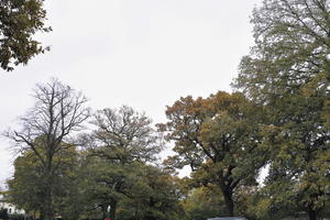 afternoon, autumn, below, cloudy, day, deciduous, open space, outdoors, park, tree, vegetation