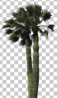 cutout, cutout plants, cutout trees, day, desert fan palm, direct sunlight, evergreen, eye level view, natural light, palm, plant, spring, sub-tropical, sunny, tree, tropical, Washingtonia filifera