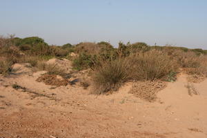 autumn, bush, day, desert, direct sunlight, Essaouira, eye level view, Morocco, natural light, sunlight, sunny, sunshine, vegetation