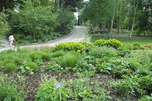 bush, day, England, eye level view, garden, natural light, park, plant, The United Kingdom, Woking