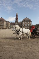 carriage, Copenhagen , day, Denmark, eye level view, horse, Kobenhavn, square, sunny, winter