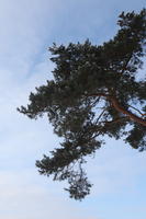 afternoon, below, branch, bright, coniferous, day, Poland, snow, sunny, tree, Wielkopolskie, winter