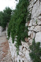 architecture, Croatia, Croatia, day, eye level view, hanging, natural light, plant, vegetation, wall