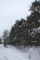 eye level view, forest, overcast, Poland, snow, track, tree, Wielkopolskie, winter, Wolsztyn