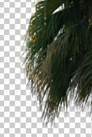 below, close-up, cutout, cutout plants, cutout trees, day, natural light, palm