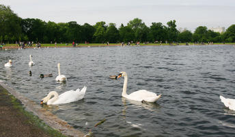 bird, day, diffuse, diffused light, England, eye level view, lake, London, natural light, park, summer, swan, The United Kingdom, treeline