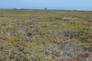 autumn, Canarias, day, eye level view, Las Palmas, shrubbery, shrubland, Spain, sunny