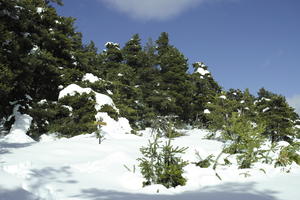 coniferous, day, evergreen, eye level view, France, Greolieres, hill, Provence Alpes Cote D