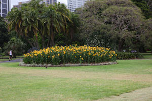 Australia, day, eye level view, flower, grass, natural light, New South Wales, palm, park, summer, Sydney, tree, vegetation