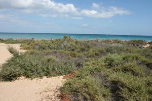 afternoon, Canarias, day, direct sunlight, eye level view, heath, Las Palmas, shrub, Spain, spring, sunny