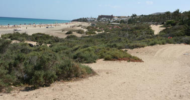 afternoon, beach, Canarias, day, direct sunlight, eye level view, heath, Las Palmas, shrub, Spain, spring, sunny