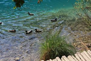 animal, bridge, Croatia, day, ducks, elevated, Karlovacka, lake, vegetation