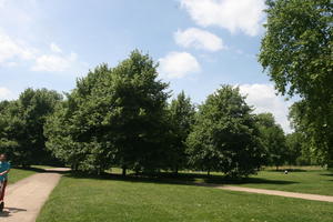 broad-leaf tree, broad-leaved tree, day, England, eye level view, grass, London, park, summer, sunny, The United Kingdom, tree