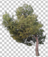 Aleppo pine, ambient light, cloudy, coniferous, cutout, cutout plants, cutout trees, day, diffuse, diffused light, eye level view, overcast, pine, Pinus halepensis, tree, winter, young