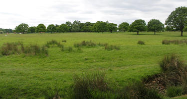 day, diffuse, diffused light, England, eye level view, grass, London, natural light, park, spring, The United Kingdom, treeline