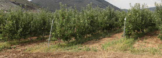 agriculture, autumn, Croatia, day, eye level view, field, fruit, sunny, tree, young