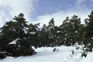 coniferous, day, diffuse, diffused light, evergreen, eye level view, France, Greolieres, hill, Provence Alpes Cote D