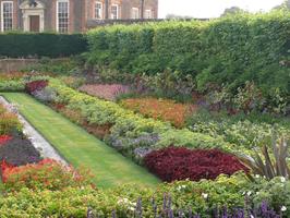 afternoon, bush, day, England, eye level view, flower, garden, grass, natural light, park, plant, summer, sunny, The United Kingdom