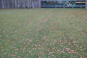 day, England, eye level view, grass, leaves, London, natural light, The United Kingdom, winter