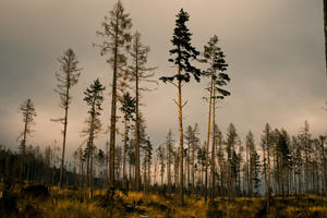 below, dusk, forest, Poprad, Presovsky, Slovakia, tree, vegetation