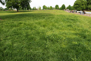 day, England, eye level view, grass, London, park, summer, sunny, The United Kingdom